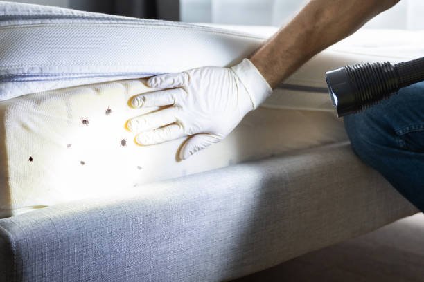 Best Local Pest Control Services  in Moline, IL