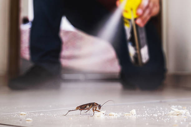 Best Insect Control  in Moline, IL